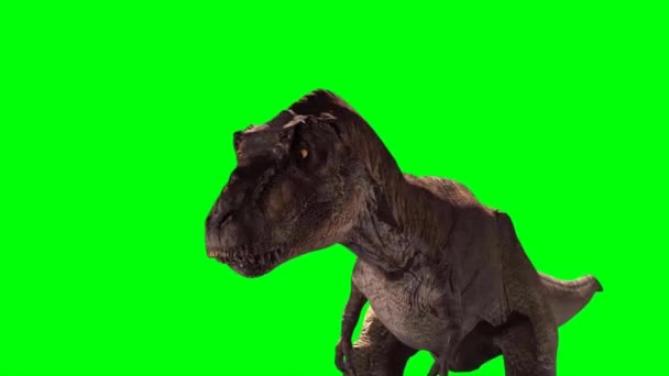 Тиранозавр Рекс Ганяється Зеленому Екрані — стокове відео