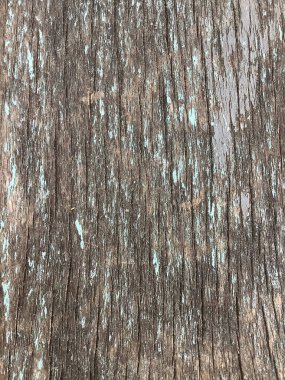 Close Up of Bark on Tree Stump. Old tree. many years old. carbon sink. close up of bark.macro photography.Wooden background in the form of a thick crust.