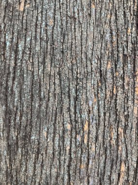 Close Up of Bark on Tree Stump. Old tree. many years old. carbon sink. close up of bark.macro photography.Wooden background in the form of a thick crust.