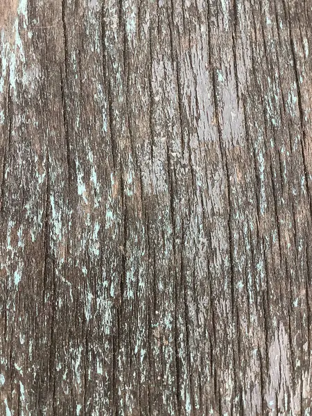 Close Up of Bark on Tree Stump. Old tree. many years old. carbon sink. close up of bark.macro photography.Wooden background in the form of a thick crust.