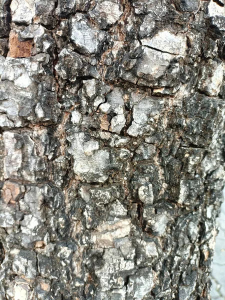Close Up of Bark on Tree Stump. Old tree. many years old. carbon sink. close up of bark.macro photography.Wooden background in the form of a thick crust.
