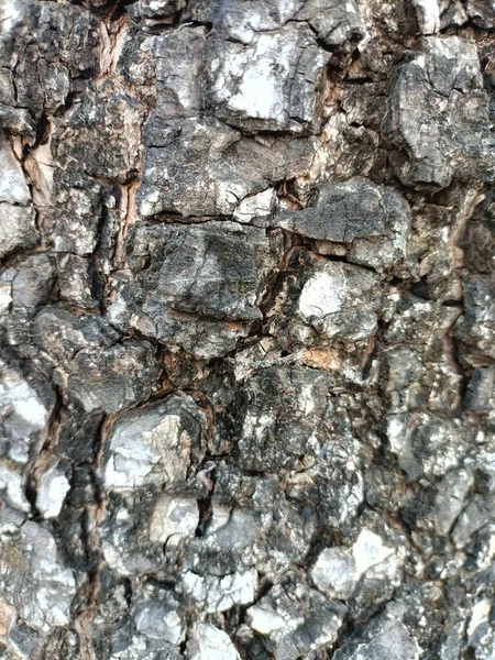 Close Up of Bark on Tree Stump. Old tree. many years old. carbon sink. close up of bark.macro photography.Wooden background in the form of a thick crust.