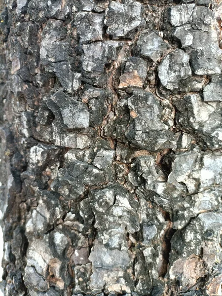 Close Up of Bark on Tree Stump. Old tree. many years old. carbon sink. close up of bark.macro photography.Wooden background in the form of a thick crust.