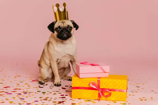 Cute little pug dog in funny crown looking at camera while sitting near the gift boxes against pink background