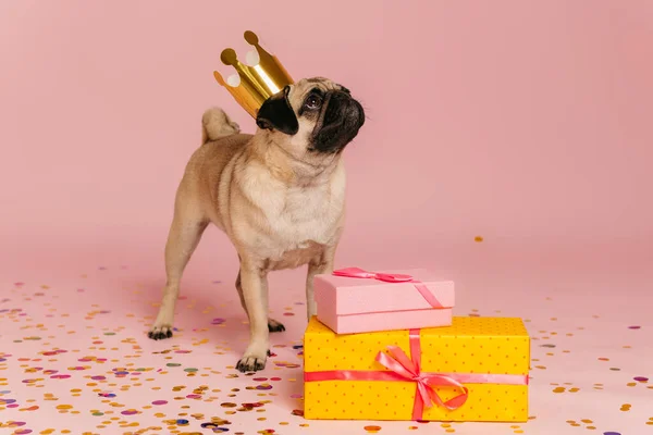 Cute little pug dog in funny crown standing near the colorful gift boxes against pink background