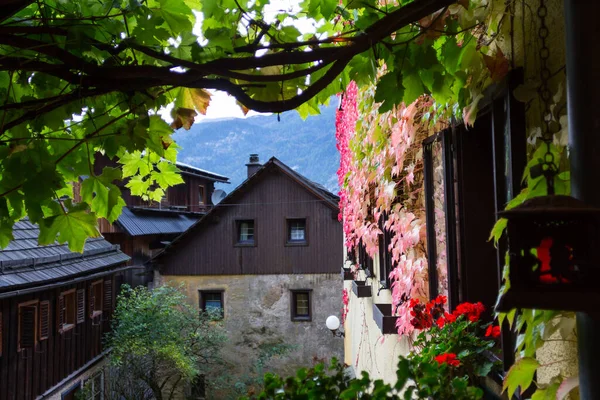 Αυστριακό Παραδοσιακό Σπίτι Καλυμμένο Χρωματιστά Κόκκινα Και Πράσινα Φθινοπωρινά Φύλλα — Φωτογραφία Αρχείου