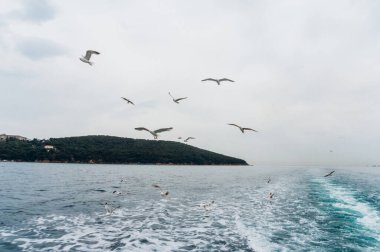 Türkiye 'de bulutlu bir günde dalgalarla dolu denizin üzerinde uçan martı sürüsü 