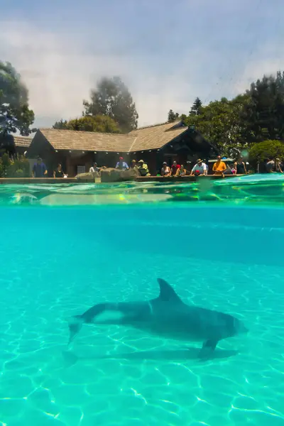2013年7月4日 美国加利福尼亚州圣地亚哥 游客在海洋世界海豚点上的一个水族馆观看海豚 — 图库照片