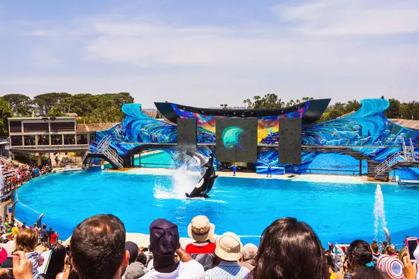 San Diego Usa 4Th July 2013 Shamu Killer Whale Performing Royalty Free Stock Images