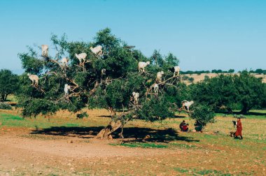 Marakeş, Fas - 6 Şubat 2015: Fas 'ta güneşli bir günde keçi dolu bir argan ağacının yanında duran bir grup insan.