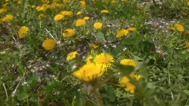 Baharda Sarı Karahindiba Çiçekler — Stok video