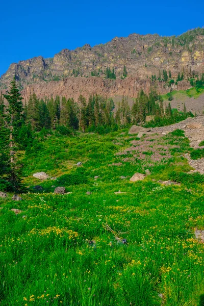 Wysoka Wysokogórska Łąka Polnymi Kwiatami Pełnym Rozkwicie Puszczy Truskawkowej Oregonie — Zdjęcie stockowe