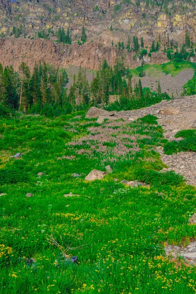 Vysokohorská Louka Divokými Květy Plném Květu Jahodové Horské Divočině Oregonu — Stock fotografie