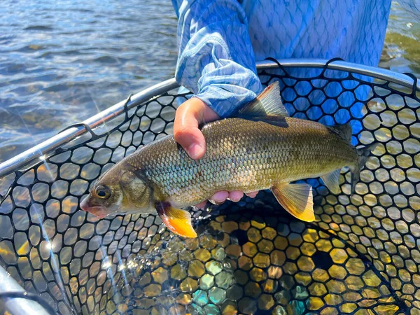 stock image Wild whitefish caught on a fly rod on the McKenzie River. This type of native fish is often considered a poor catch but in reality shows signs of a healthy river system.