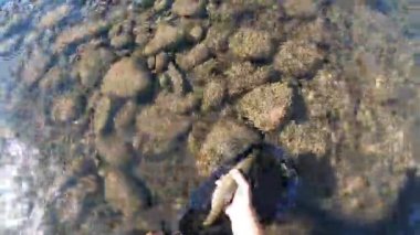 Oregon 'da bir dereye alabalık salan bir adamın sineği yakalayıp salıverişini gösteren kamera görüntüleri. Oregon 'un vahşi doğasında vuruldu. HD video klibi 1080p 30fps.