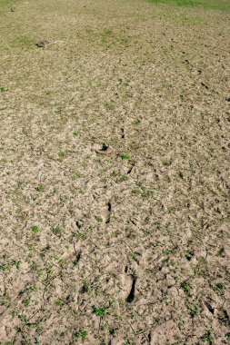 Hayvan izleri kuraklıktan dolayı suyun son derece düşük olduğu bir su deposunda kurumuş çamura saplanmış..