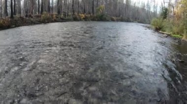 Sonbaharda doğan güzel McKenzie Nehri 'nin 4K görüntüsü. Su akıyor ve 2020 'de bu bölgede meydana gelen Holiday Farm Fire' ın yanık bölümünde balık tutmak için harika görünüyor..