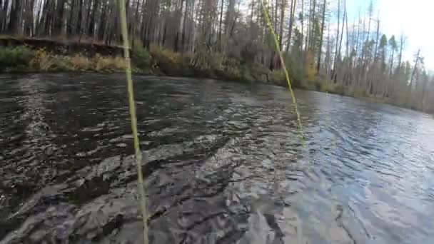 Oregon Daki Yukarı Mckenzie Nehri Nde Vahşi Bir Alabalık Yakalama — Stok video