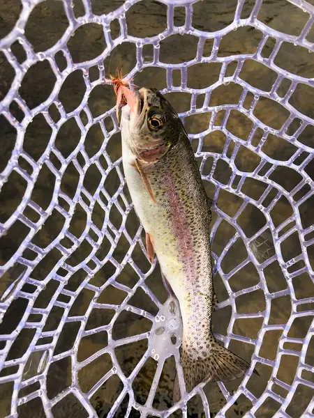 在俄勒冈州的一条河里 捕获并放飞了苍蝇 这条野生的红带虹鳟鱼产自于此地 在网中看到 苍蝇还在它的嘴里 图库照片