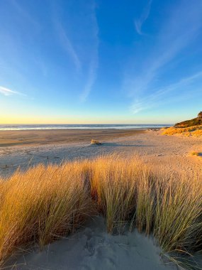 Oregon 'da kum tepeleri ve sahil otları. Gökyüzünün hala mavi olduğu güzel bir günbatımında..