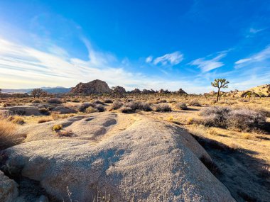 California 'nın sıcak bir bölgesinde Joshua Tree ile güzel bir çöl sahnesi..