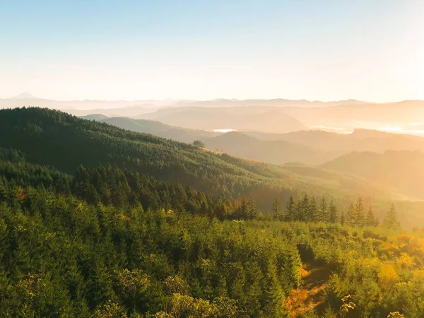 Закате Орегоне Рядом Побережьем Много Леса Деревьев Стоковое Изображение