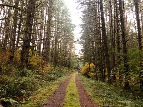 俄勒冈州Blm土地上的一条长满了树木的老路现在主要用来打猎和徒步旅行 图库图片