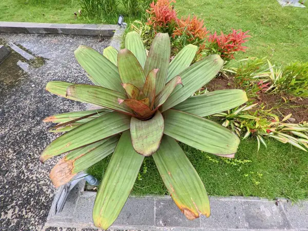 Bahçe Ekranında Canlı Büyük Yaprak Bitkisi