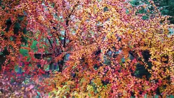公园里一片色彩艳丽的冷杉 园林文化中的装饰补丁灌木 相机的运动 景观设计 公园及花园文化的概念 — 图库视频影像