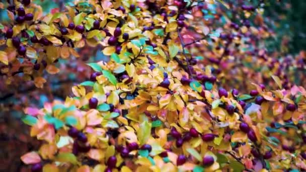 Kleurrijke Heldere Cotoneaster Bush Herfst Het Park Decoratieve Cotoneaster Bush — Stockvideo