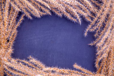 Kurumuş miscanthus inflorescences bileşimi. Çiçek desenli bir demet kuru miscanthus. Doğa, çiçekçilik, tasarım ve dokular kavramı. 