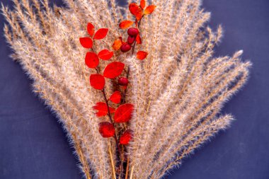 Kurumuş miscanthus inflorescences bileşimi. Çiçek desenli bir demet kuru miscanthus. Doğa, çiçekçilik, tasarım ve dokular kavramı. 
