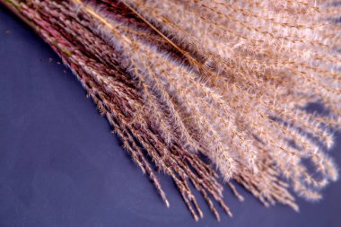 Kurumuş miscanthus inflorescences bileşimi. Çiçek desenli bir demet kuru miscanthus. Doğa, çiçekçilik, tasarım ve dokular kavramı. 