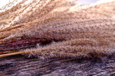 Kurumuş miscanthus inflorescences bileşimi. Çiçek desenli bir demet kuru miscanthus. Doğa, çiçekçilik, tasarım ve dokular kavramı. 