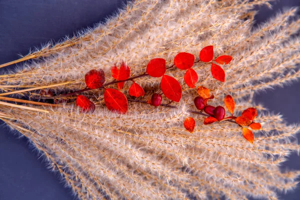 Kurumuş Miscanthus Inflorescences Bileşimi Çiçek Desenli Bir Demet Kuru Miscanthus — Stok fotoğraf