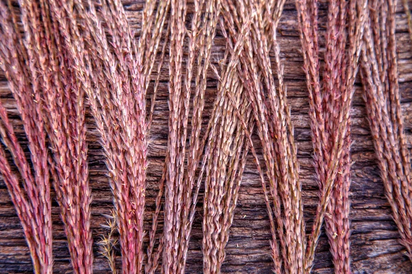 Kurumuş miscanthus inflorescences bileşimi. Çiçek desenli bir demet kuru miscanthus. Doğa, çiçekçilik, tasarım ve dokular kavramı. 