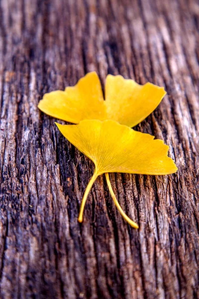 Samenstelling Van Ginkgo Bladeren Tafel Herfst Bloeiwijze Van Ginkgo Bladeren — Stockfoto