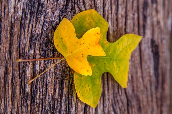 노란색의 식탁에 있습니다 가을의 식물학 설계의 — 스톡 사진