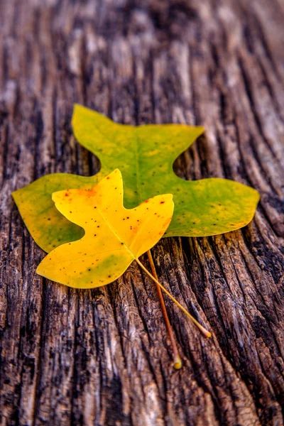 노란색의 식탁에 있습니다 가을의 식물학 설계의 — 스톡 사진