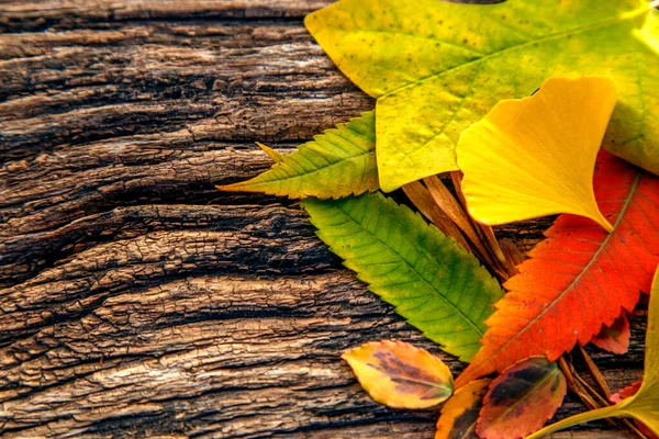 Samenstelling Van Kleurrijke Herfstbladeren Een Houten Tafel Bloemsamenstelling Van Herfstbladeren — Stockfoto
