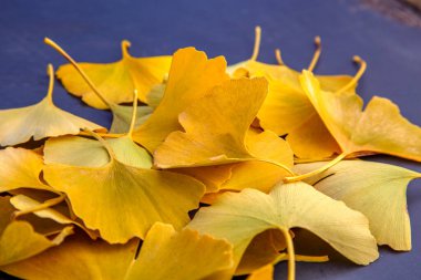 Ginkgo yapraklarının bileşimi masanın üzerinde. Ginkgo yapraklarından sonbahar çiçekçisi. Doğa, çiçekçilik, tıp ve tasarım kavramı.. 