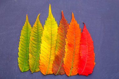 Sumac yapraklarının bileşimi masanın üzerinde. Sumac yapraklarından sonbahar çiçekçisi. Doğa, çiçekçilik, baharat ve tasarım kavramı.. 