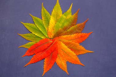 Sumac yapraklarının bileşimi masanın üzerinde. Sumac yapraklarından sonbahar çiçekçisi. Doğa, çiçekçilik, baharat ve tasarım kavramı.. 