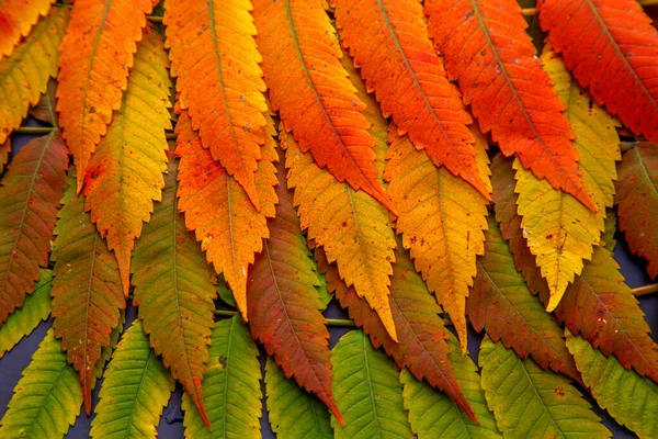 Sumac yapraklarının bileşimi masanın üzerinde. Sumac yapraklarından sonbahar çiçekçisi. Doğa, çiçekçilik, baharat ve tasarım kavramı.. 