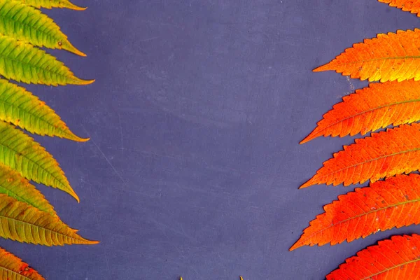 Composición Las Hojas Zumaque Sobre Mesa Floristería Otoño Hojas Zumaque — Foto de Stock