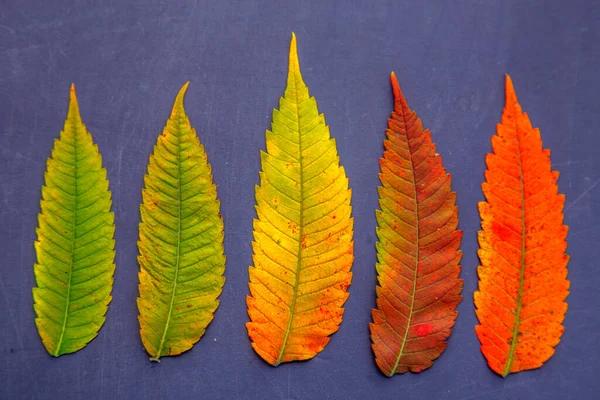Sumac yapraklarının bileşimi masanın üzerinde. Sumac yapraklarından sonbahar çiçekçisi. Doğa, çiçekçilik, baharat ve tasarım kavramı.. 