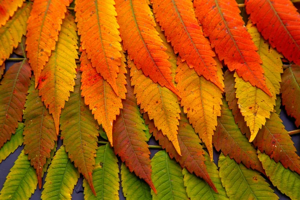 Skład Liści Sumaku Stole Jesienny Kwiat Liści Sumaku Pojęcie Natury Obrazek Stockowy