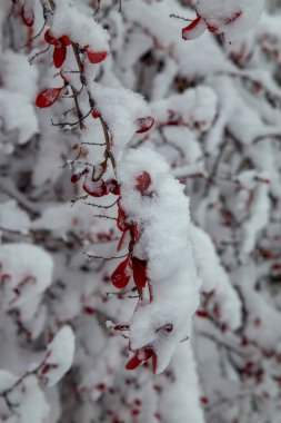 Büyük bir kar yağışından sonra çalılar ve ağaçlar. Karla kaplı parklar ve bahçeler. Doğada kışın çalıların ve ağaçların dalları. Mevsim konsepti, kış, kar. 