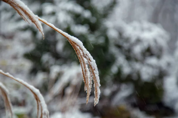 Arbustos Árvores Depois Uma Grande Queda Neve Becos Cobertos Neve — Fotografia de Stock