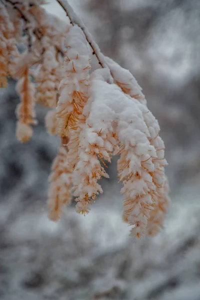 Arbustos Árboles Después Una Gran Nevada Callejuelas Cubiertas Nieve Parques — Foto de Stock